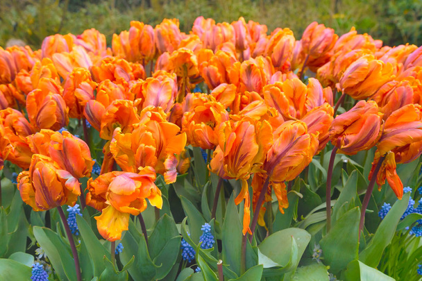 textura de tulipán naranja holland símbolo
 - Foto, imagen