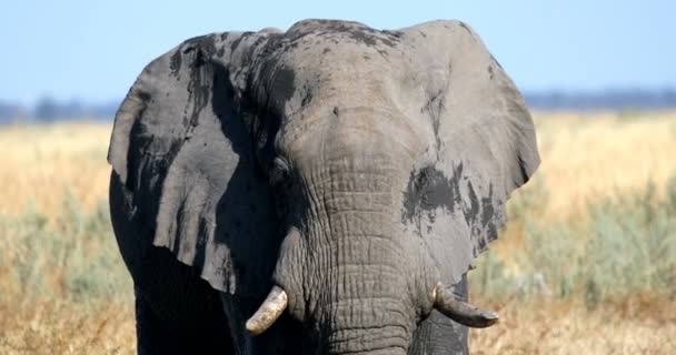 Majestic wild African Elephant in Savuti - Chobe Game reserve. Botswana, Africa wildlife safari. - Footage, Video