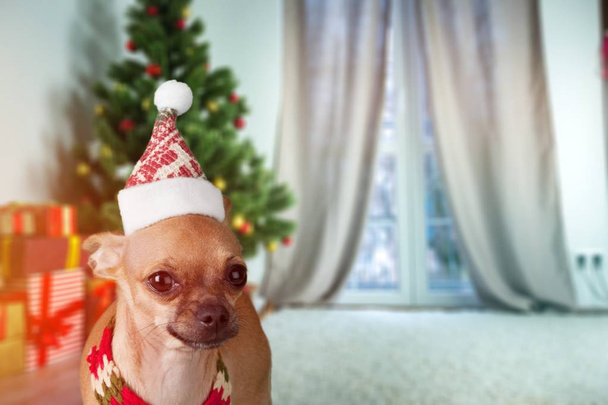 Chihuahua dog in santa hat, Christmas concept  - Foto, Bild