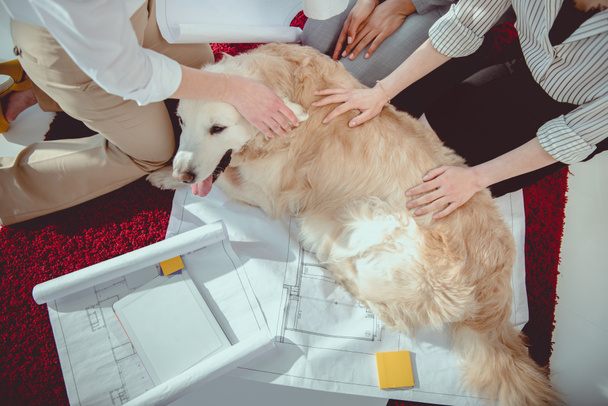 cropped shot of businesswomen petting furry dog near blueprints with digital tablet - Zdjęcie, obraz