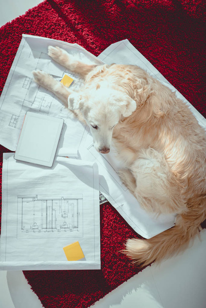 above view of furry dog lying on blueprints near digital tablet with blank screen - Foto, Imagen