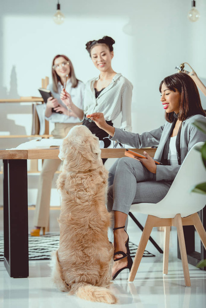 молодые мультиэтнические женщины в формальной одежде работают с собакой в офисе
 - Фото, изображение