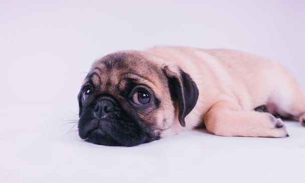 Funny pug puppy, isolated on white background - Photo, image