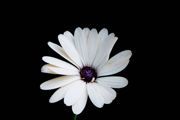 kaunis osteospermum tai afrikkalainen päivänkakkara kukka eristetty musta
 - Valokuva, kuva