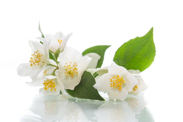 blossoming jasmine flowers isolated on a white background - Photo, image