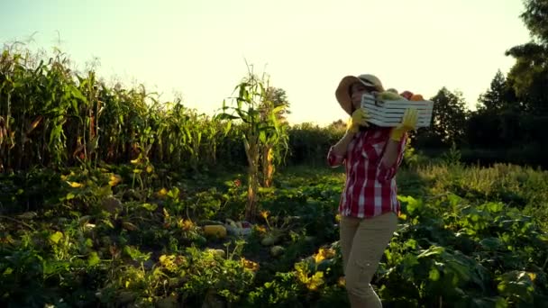 at sunset, female farmer in plaid shirt and hat walks through the field, vegetable garden, holds box with different fresh vegetables, harvest on farm, summer. cornfield background . - Záběry, video