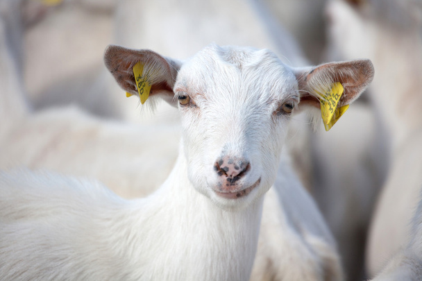 yerli keçi - Fotoğraf, Görsel
