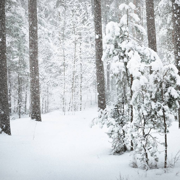 Κοντινό πλάνο της ένα μικρό πευκόφυτο καλυμμένο με χιόνι μέσα σε ένα δάσος χειμώνα υπό συνθήκες χιονόπτωσης - Φωτογραφία, εικόνα