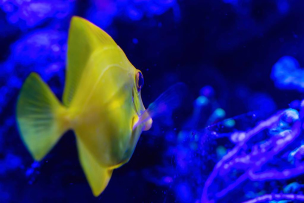 vedenalainen maailma lähikuva ja yksi keltainen pieni kala, jolla on suuret silmät
 - Valokuva, kuva