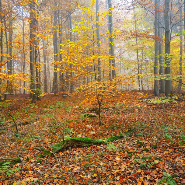 Beautiful beech tree forest in autumn with yellow and orange foliage. Heidelberg, Germany - Foto, Imagen