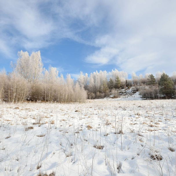 Brzoza Drzewo Las pokryte śniegiem i rym. Zimowy widok rosyjskiej wsi. - Zdjęcie, obraz