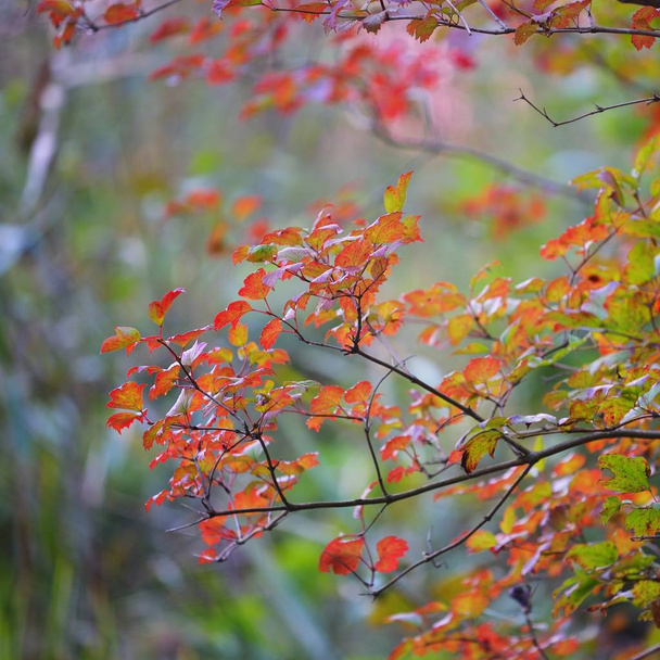 Sonbahar ormandaki ağaç dalları üzerinde kırmızı yaprakları - Fotoğraf, Görsel