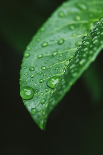 close up of green leaf with water drops after rain - Photo, Image