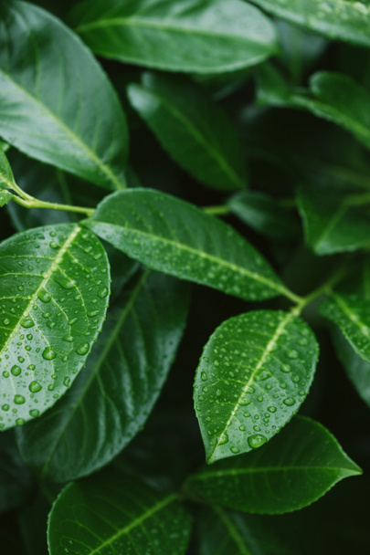 зеленим листям з крапель води після роси - Фото, зображення