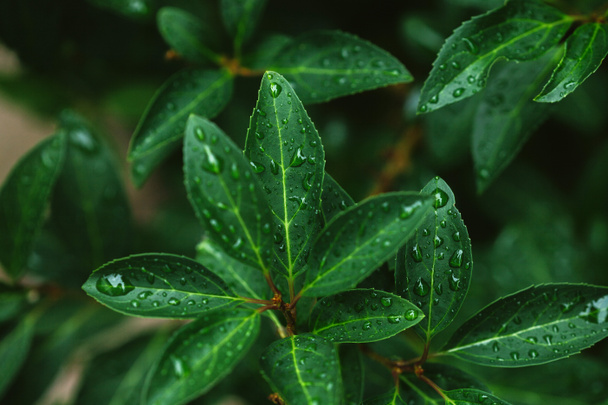 крупним планом зеленим листям з крапель води після дощу - Фото, зображення