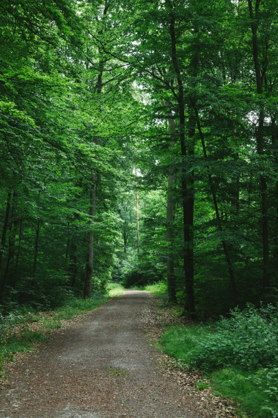 Path In Green Beautiful Forest In Wurzburg, Free Stock Photo and Image