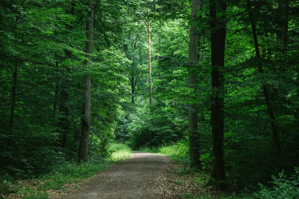 path in green beautiful dark forest in Wurzburg, Germany - Photo, Image