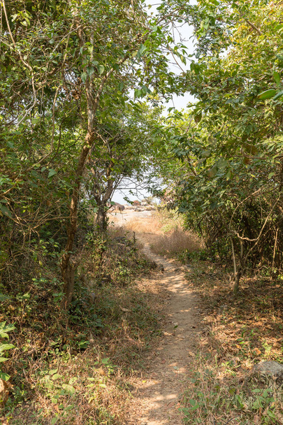διαδρομή μέσα από τη ζούγκλα στο Agonda Beach, Γκόα, Ινδία - Φωτογραφία, εικόνα