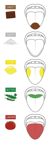 Sweet, salty, sour, bitter and umami. Tongue taste areas. Illustration with five sections of gustation represented by chocolate, salt, lemon, herbs and tomato. - Vector, Image