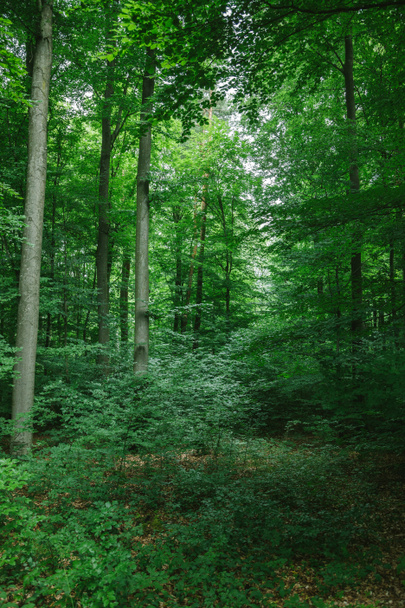 όμορφα δένδρα με πράσινα φύλλα στο δάσος Wurzburg, Γερμανία - Φωτογραφία, εικόνα