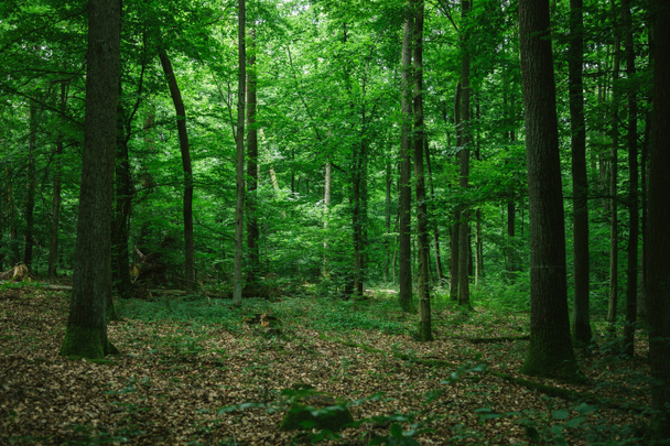 beautiful green forest in Germany in summer - Photo, Image