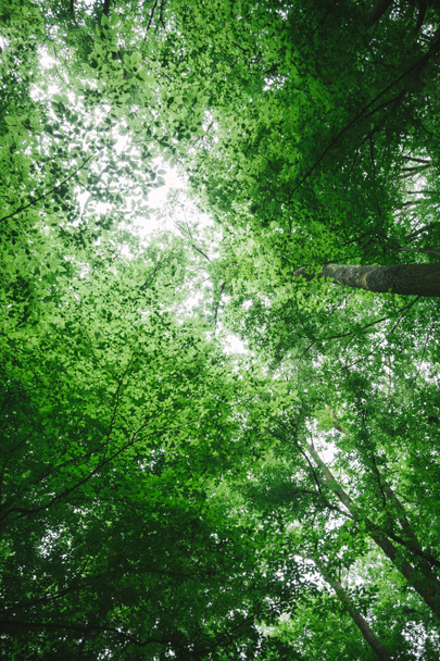 низький кут зору зелені дерева в лісі Вюрцбурга, Німеччина - Фото, зображення