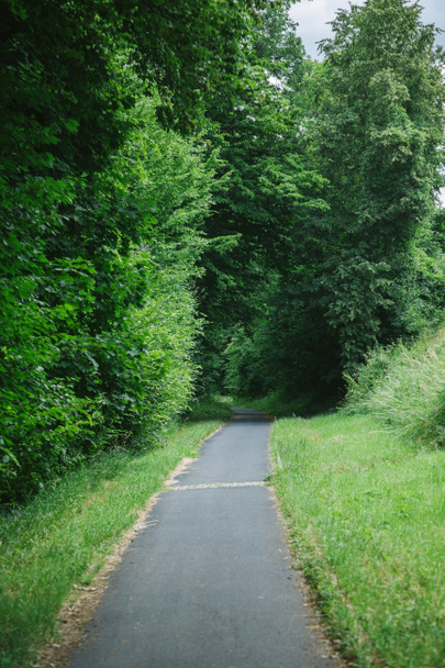 asfaltweg naar groen mooie bos in Würzburg, Duitsland - Foto, afbeelding