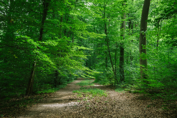 pad tussen de bomen in groen mooie bos in Würzburg, Duitsland - Foto, afbeelding