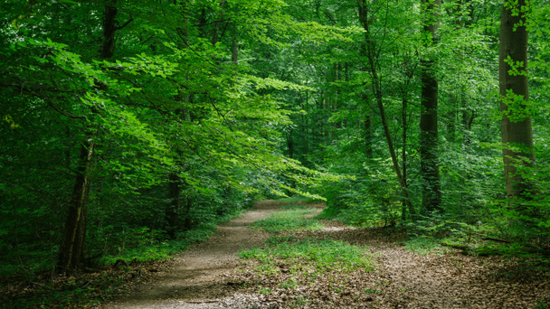 camino en verde hermoso bosque en Wurzburg, Alemania
 - Foto, imagen