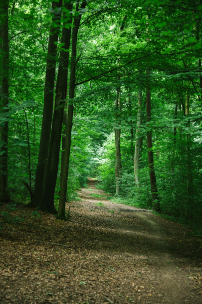 road in green beautiful forest in Wurzburg, Germany - Φωτογραφία, εικόνα