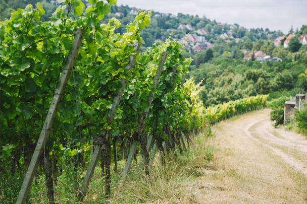 road to village and green vineyard in Wurzburg, Germany - Photo, Image