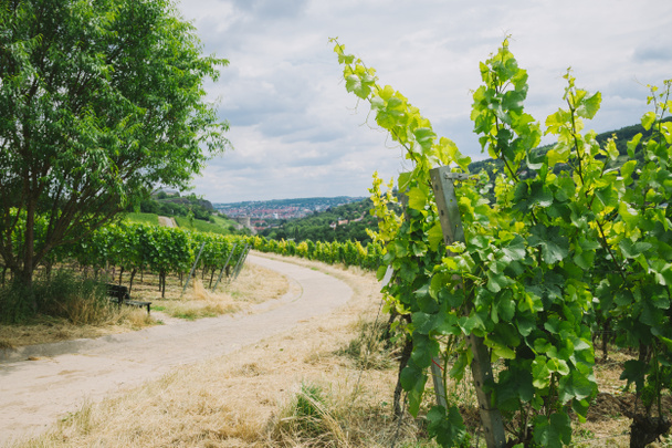 road and vineyard with trees on sides in Wurzburg, Germany - Photo, Image