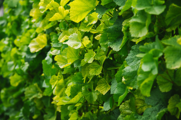 full frame image of vineyard leaves background - Fotó, kép