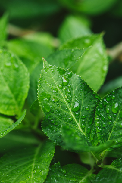 close up view of green leaves with water drops  - Photo, Image