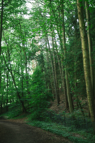 διαδρομή κοντά στο πράσινο τα δέντρα στο όμορφο δάσος στο Αμβούργο, Γερμανία  - Φωτογραφία, εικόνα