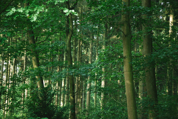 scenic view of green beautiful trees in forest in Hamburg, Germany  - Photo, Image