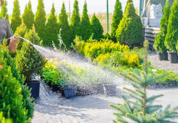 Worker watered the decorative green plants, trees, bushes from the hose with sprinkler - Fotoğraf, Görsel