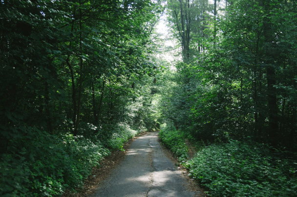 δρόμος ανάμεσα σε πράσινα δέντρα σε όμορφο δάσος στο Αμβούργο, Γερμανία  - Φωτογραφία, εικόνα