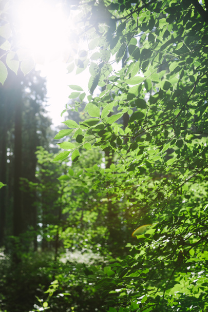 δάσος με φυλλώδη δέντρα κάτω από το φως του ήλιου στο Αμβούργο, Γερμανία - Φωτογραφία, εικόνα