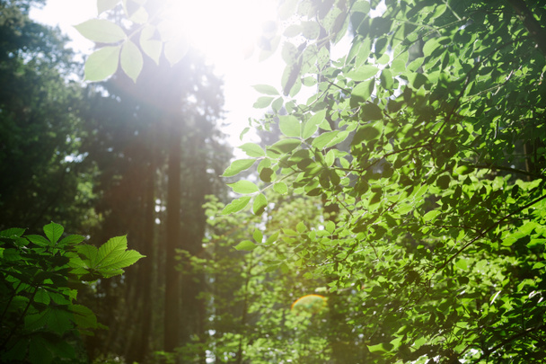 дерева із зеленими листками в лісі під сонячними променями в Гамбурзі  - Фото, зображення