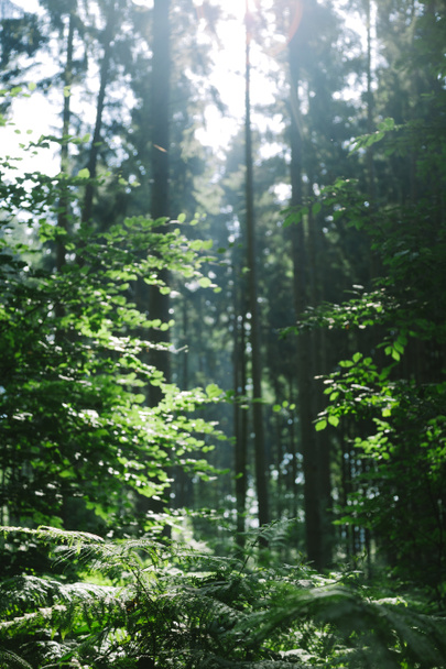 зелені дерева в красивий ліс під сонячними променями в Гамбурзі  - Фото, зображення