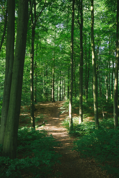 trees and path in beautiful green forest in Hamburg, Germany  - Photo, Image
