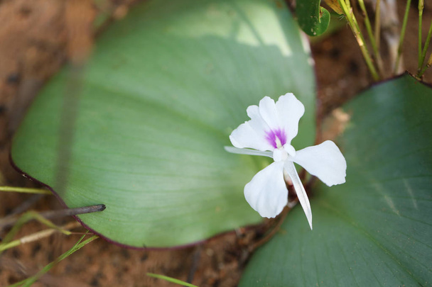 Kaempferia galanga trooppinen kukka kukkii Thaimaan metsässä, lääkekasveja käytetään vatsakivun ja vilustumisen hoitoon
. - Valokuva, kuva