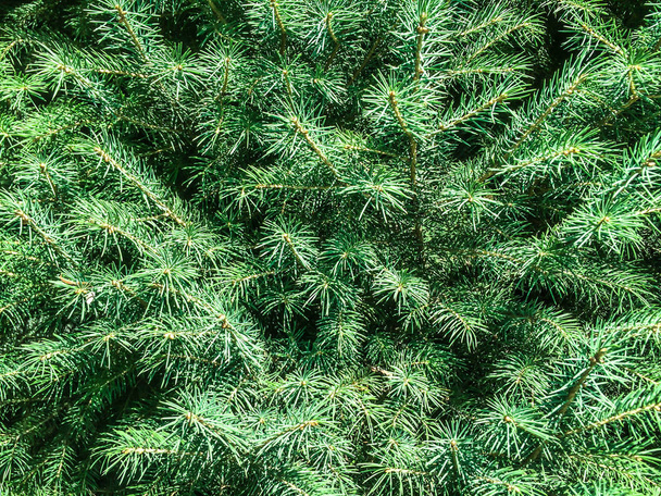 árbol coníferas abeto conos verdes para dizayna volver plan
 - Foto, Imagen