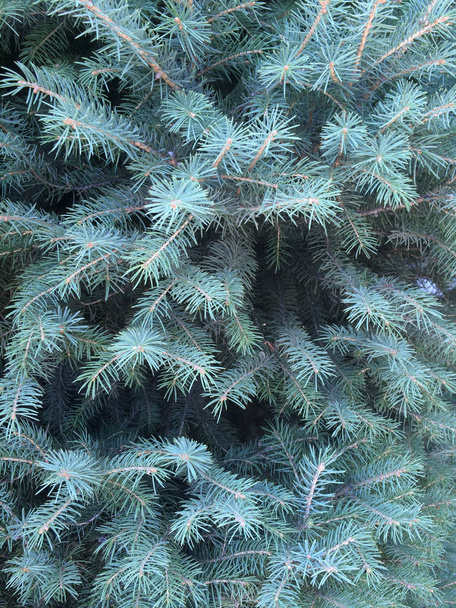 Дерево хвойных ели зеленые конусы для dizayna спины план
 - Фото, изображение