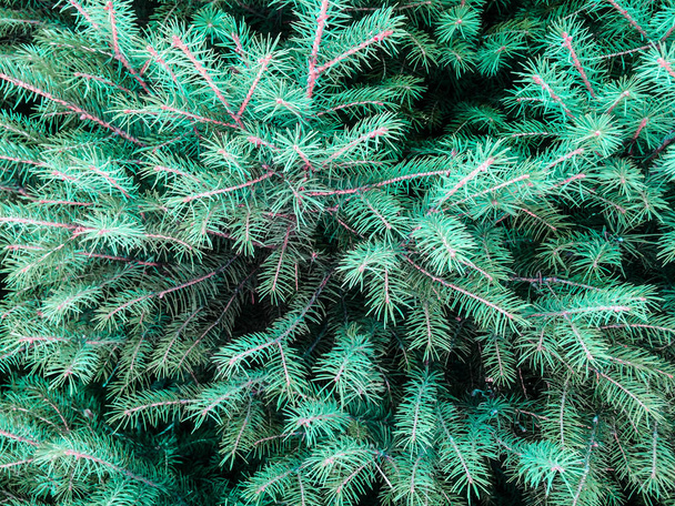 tree coniferous spruce green cones for dizayna back plan - Photo, Image