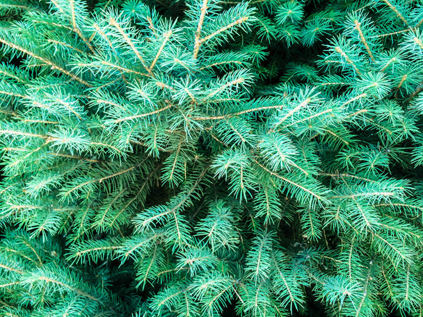 arbre conifères épinette cônes verts pour dizayna retour plan
 - Photo, image