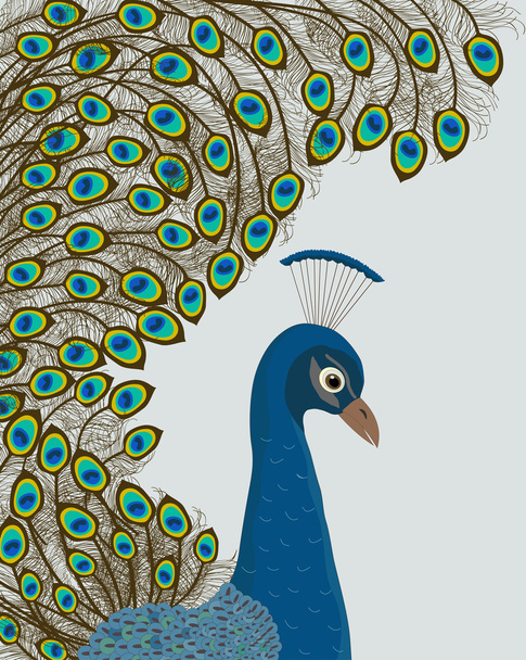 Peacock - Вектор,изображение