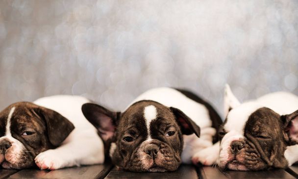 Kolme pentua Ranskan bulldoggi makaa ja nukkuu lattialla levyt
. - Valokuva, kuva
