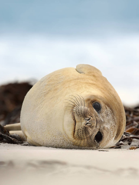 Close up of a Southern Elephant seal lying on a sandy beach on a coastal area of Atlantic ocean, Falkland islands. - Photo, Image